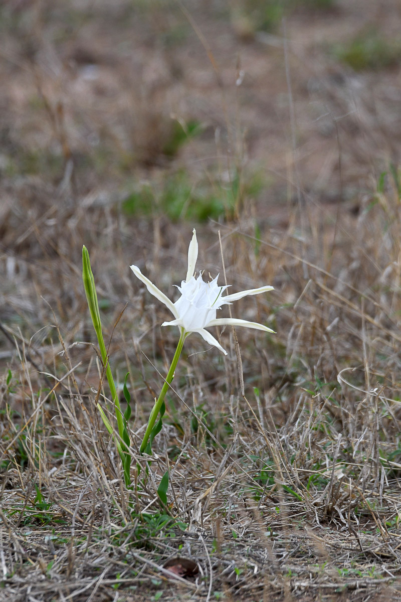 Pancratium Tenuifolium - white spider lily in kruger Park