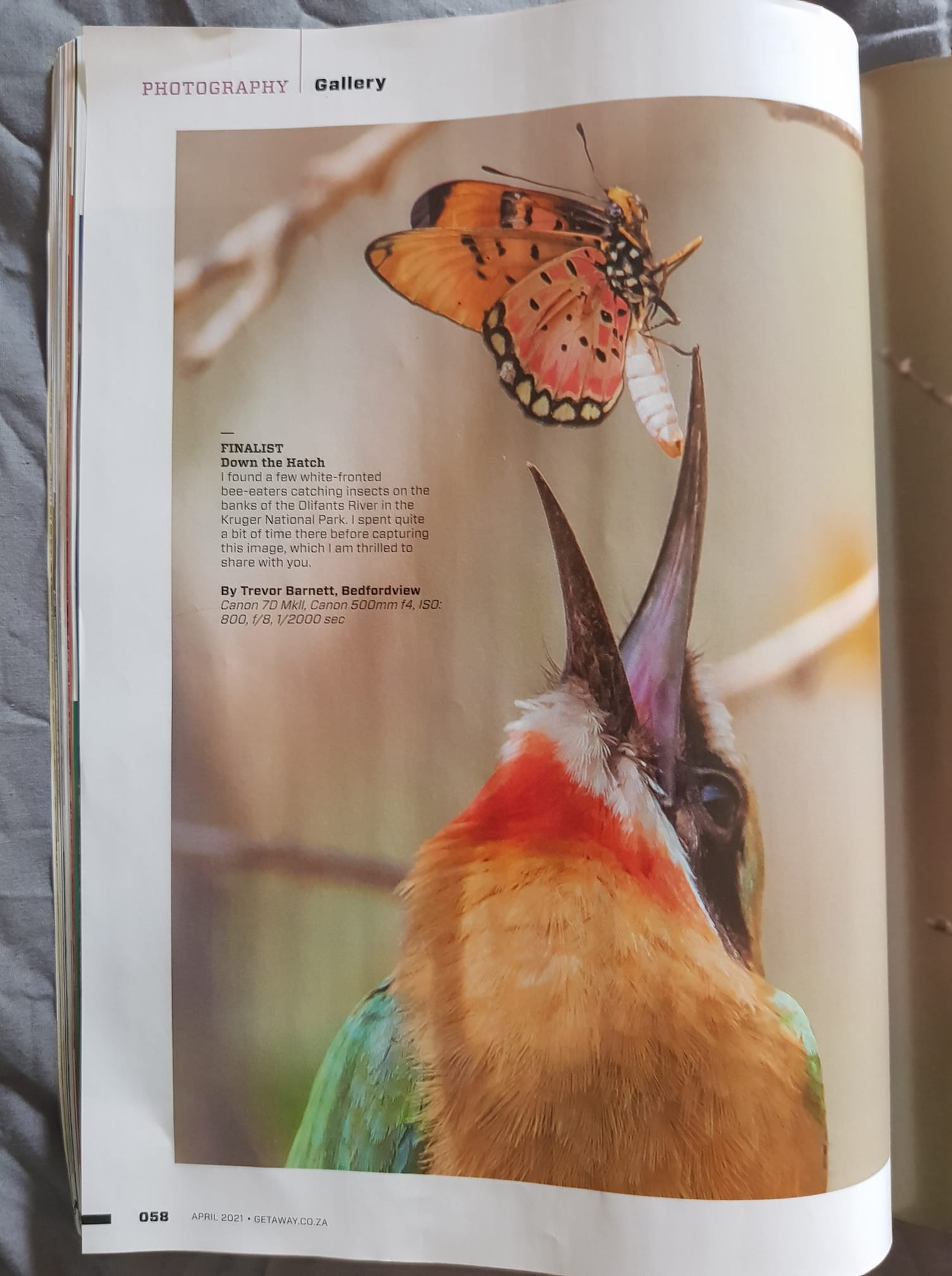 white-fronted bee-eater - Getaway magazine