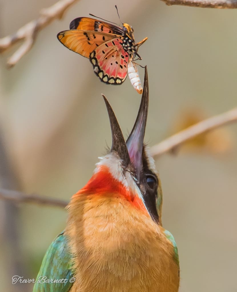 whitefronted bee eater