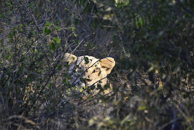peeping white lion of Timbavati