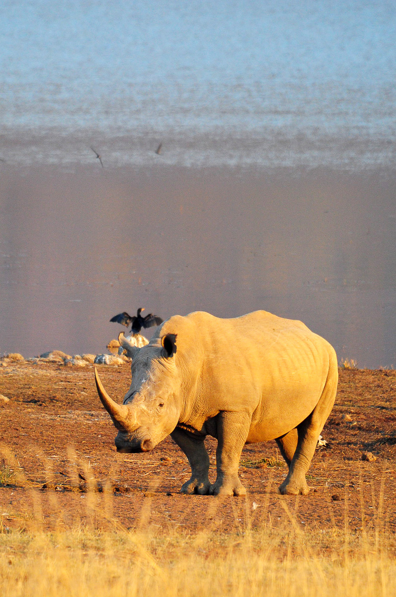 white rhino in the Pilanesberg