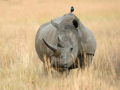 White Rhino and Glossy Starling