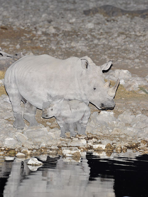 white rhnio mother with baby in Etosha