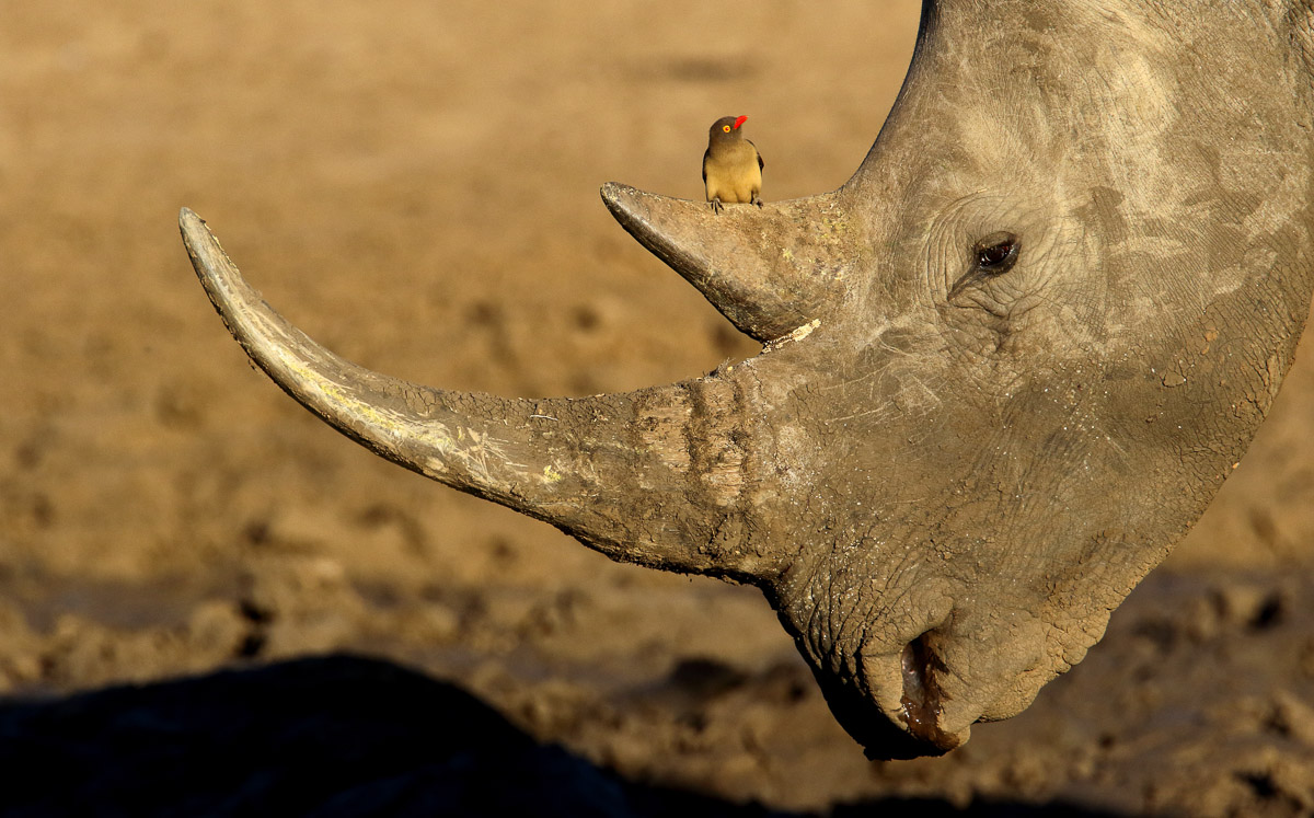 White Rhino drinking with a Redbilled Oxpecker taken on a self-drive in the Kruger Park