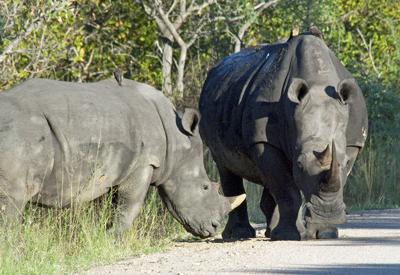 White rhino mother with calf