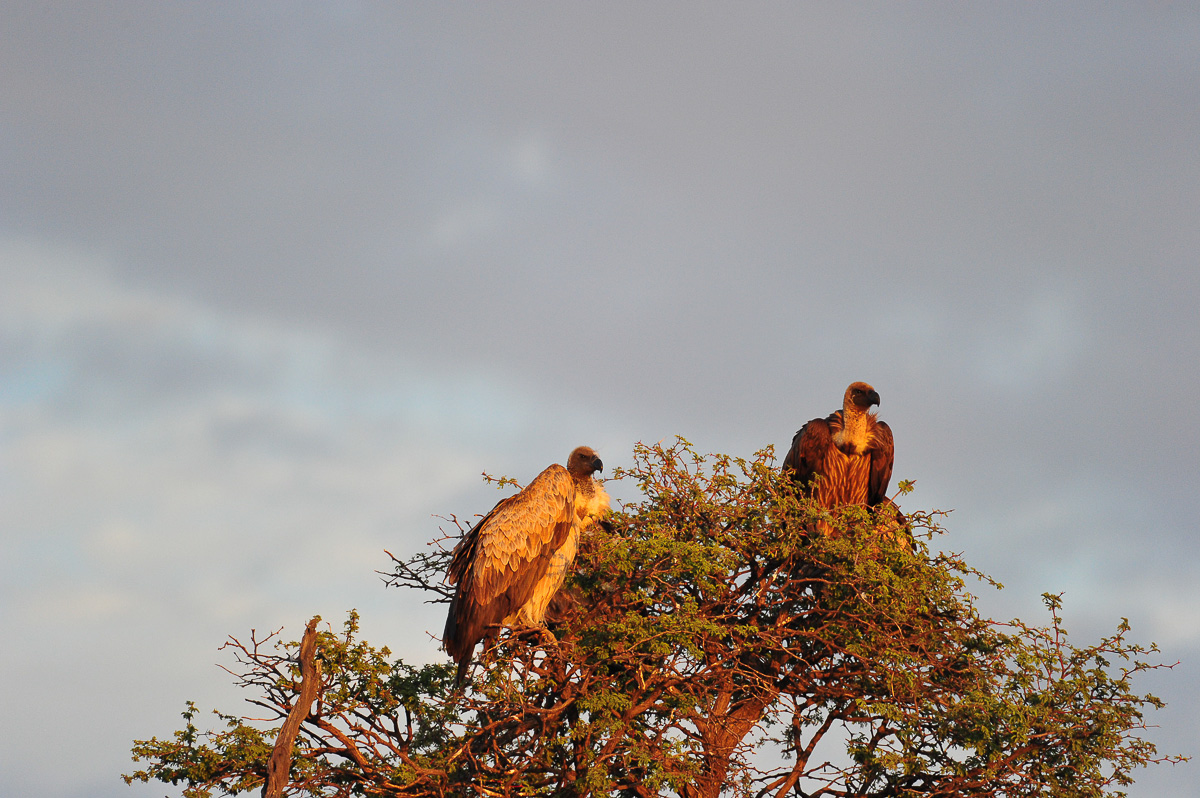 Whitebacked vultures in Camelthorn tree