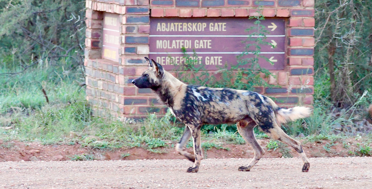 african wild dog running in Madikwe
