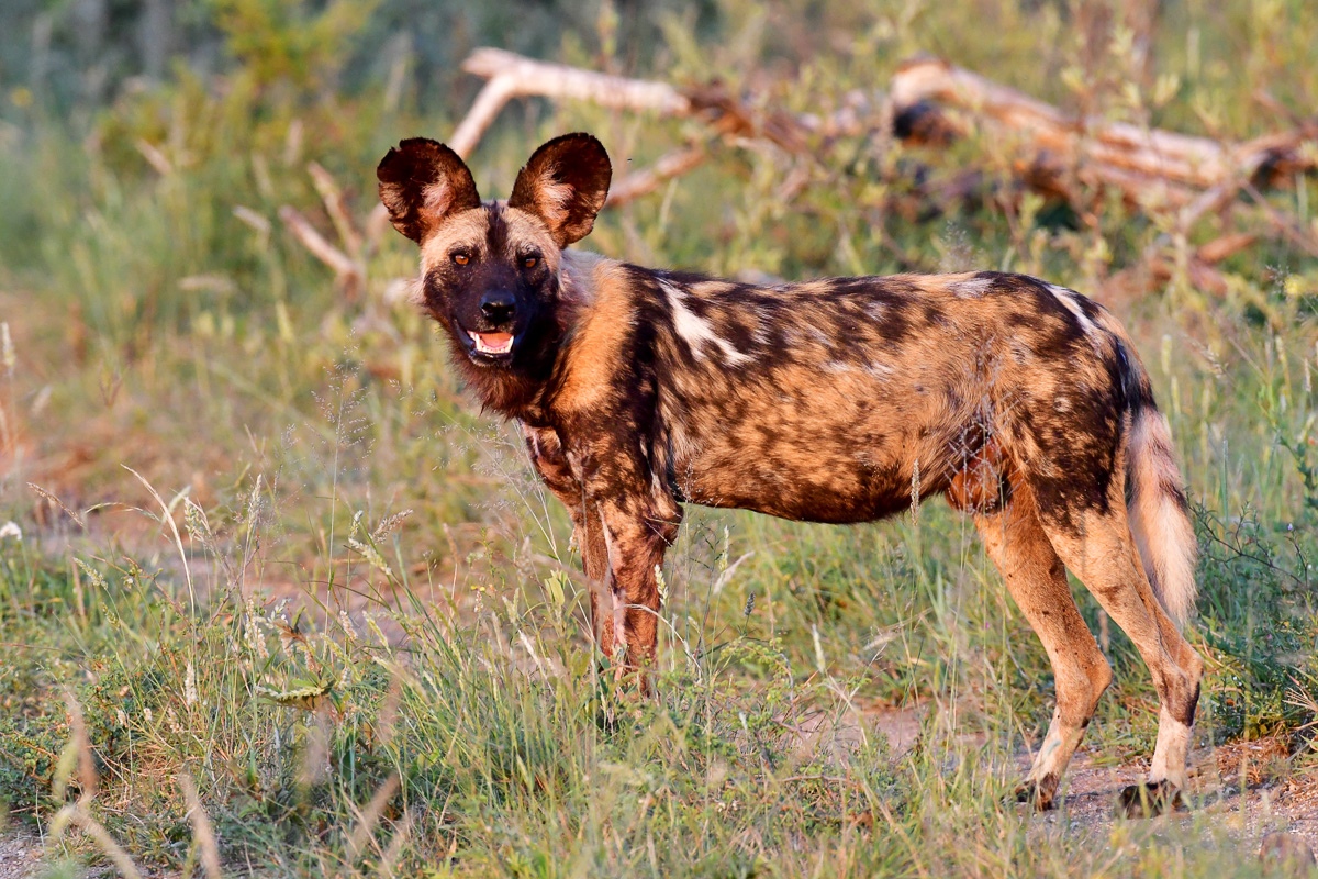 wild dog in great morning light