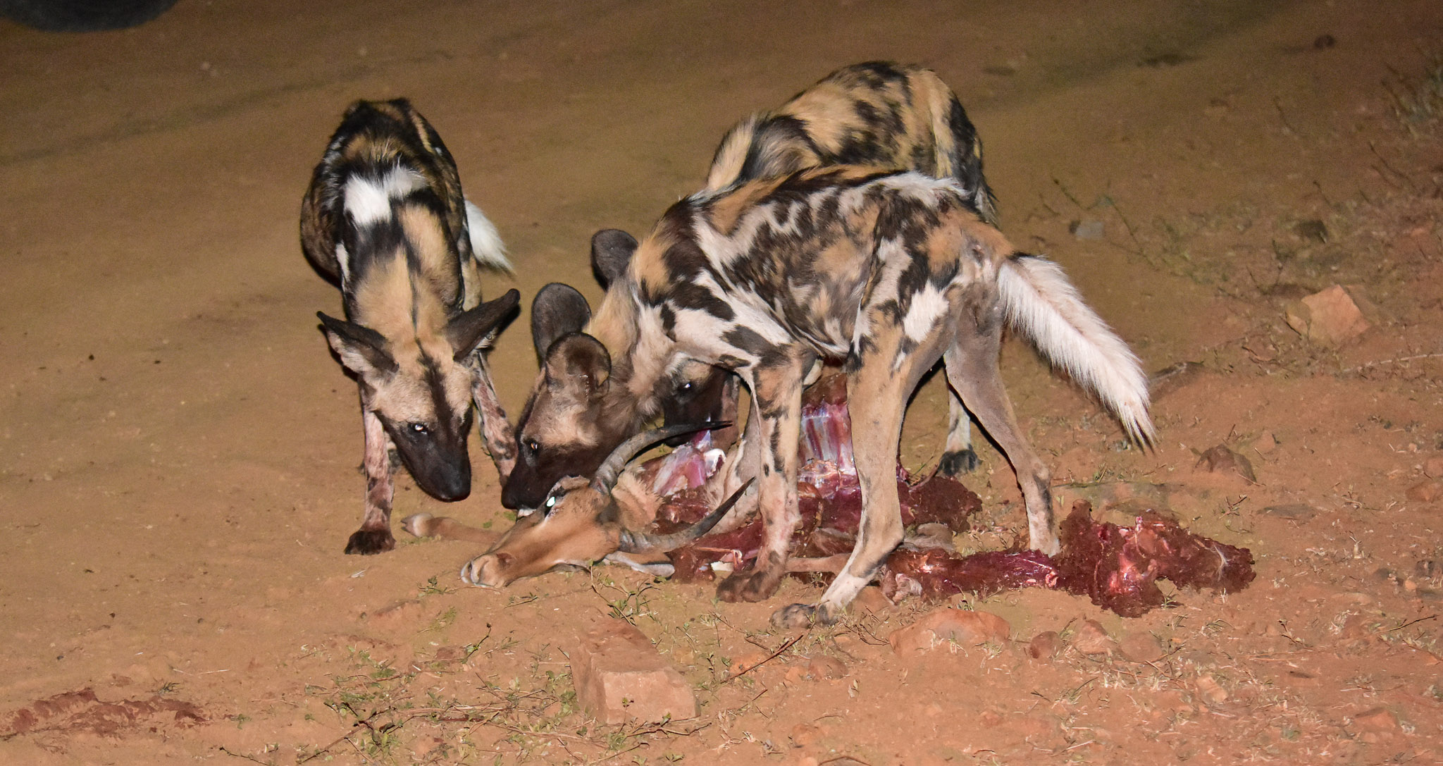 wild dog kill at Last Word Madikwe entrance 2