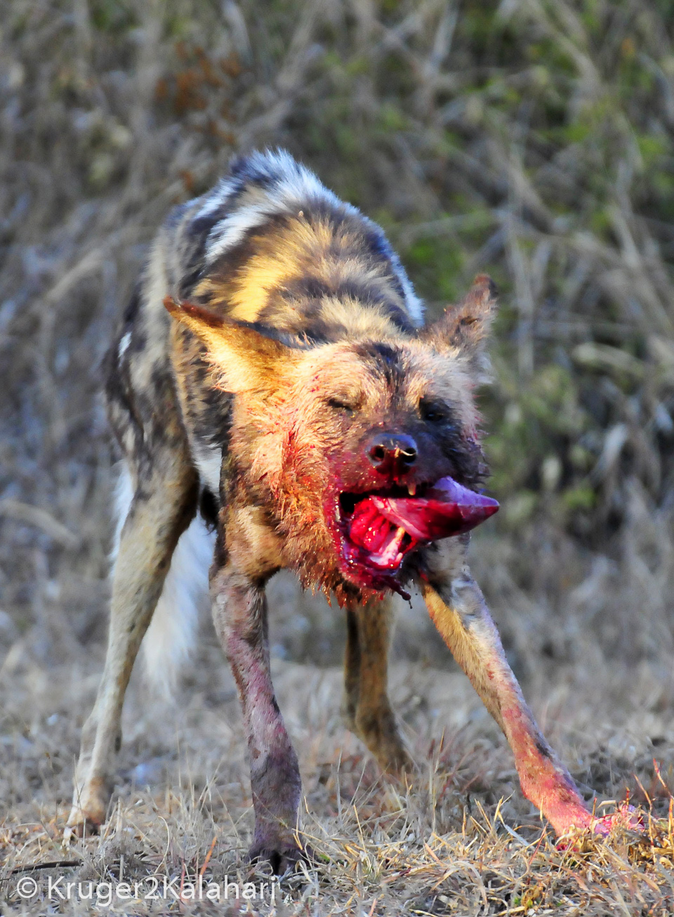 Photographing African Wild Dogs in National Parks & Game ...