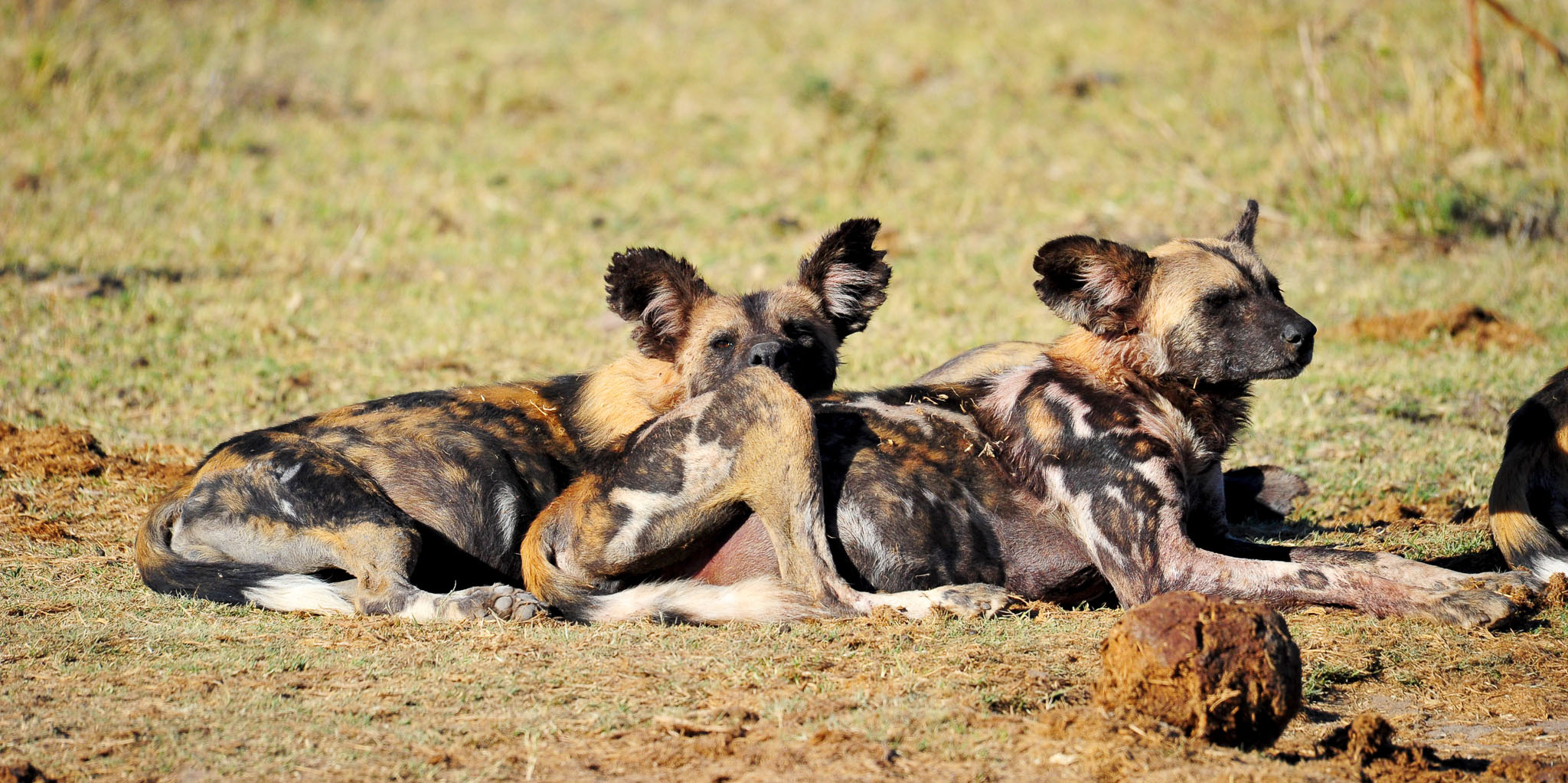 wild dogs at Vleisfontein