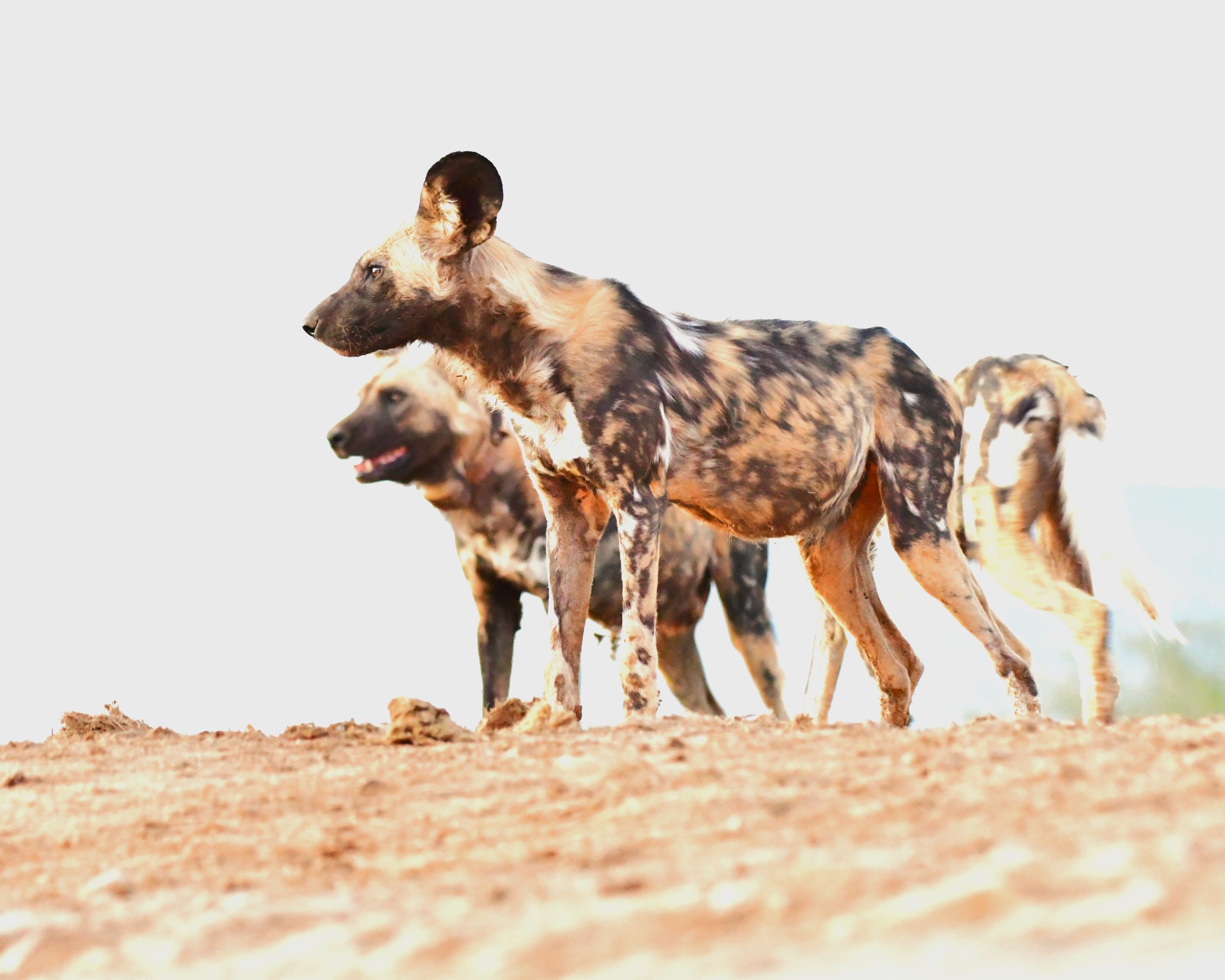 Wild dogs at Last Word Madikwe waterhole Wild dogs at Last Word Madikwe waterhole
