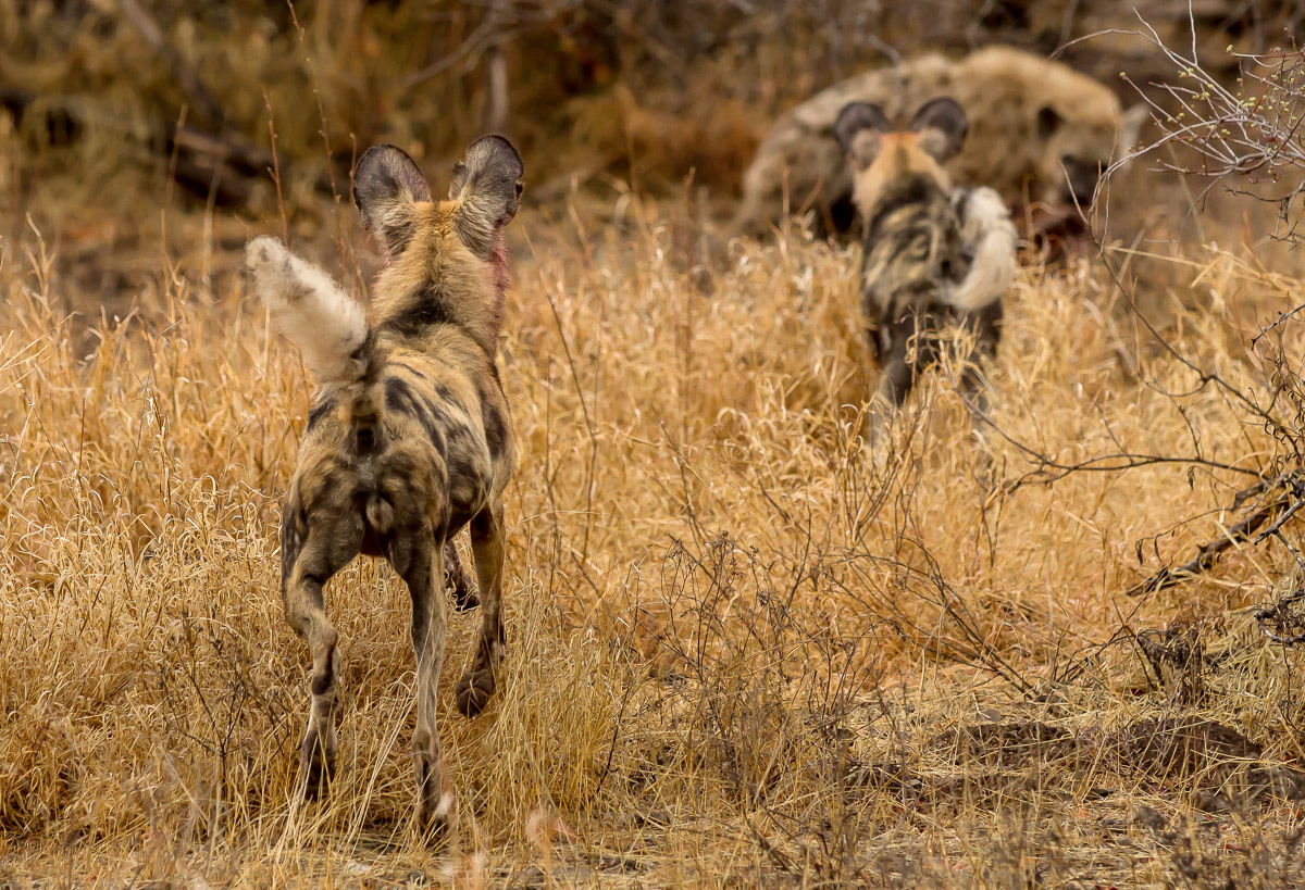Wild Dogs and Hyena interaction, image taken on a self-drive in the Kruger National Park