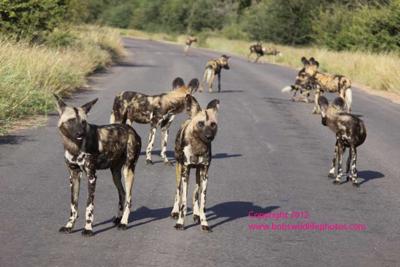 Ten wild dogs in the road