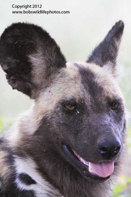 African wild dog 1