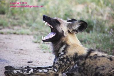 african wild dog 3
