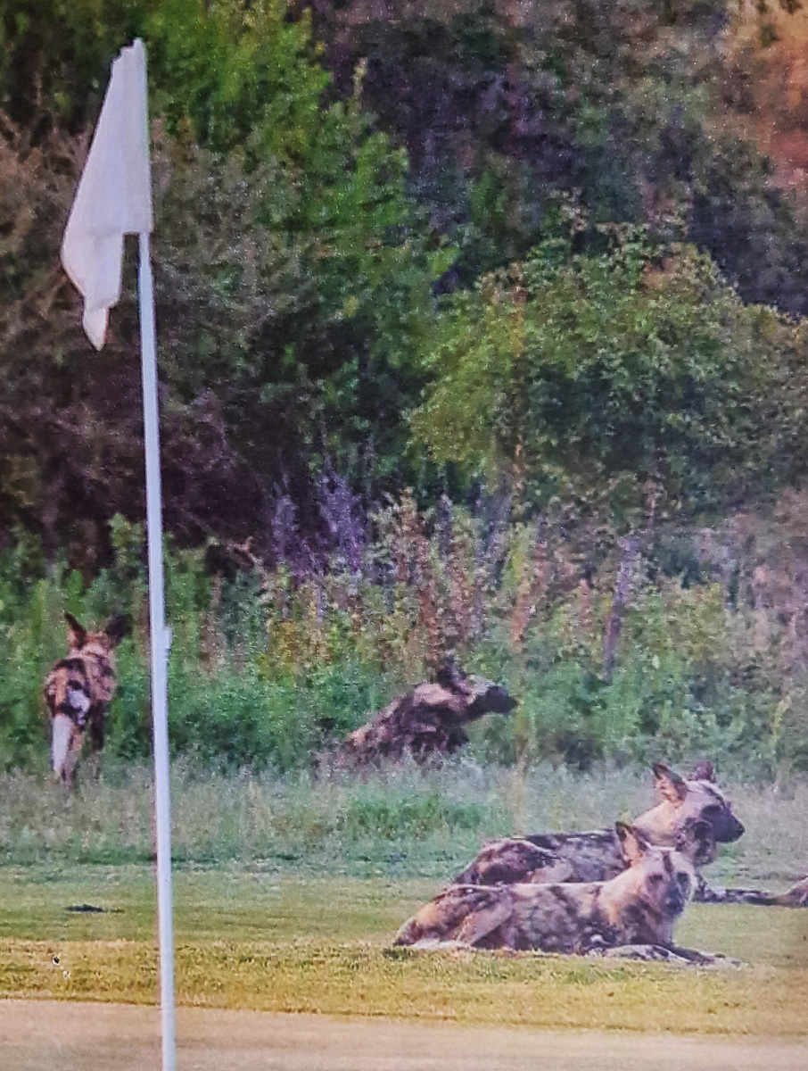 wild dogs skukuza golf course