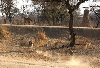 The start of the chase