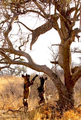 Cat goes a little higher