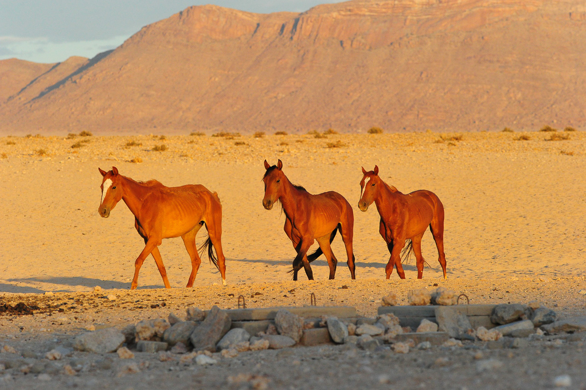 wild horses of Namibia