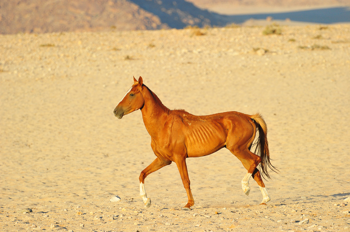 wild hose near Desert Horse Inn in namibia