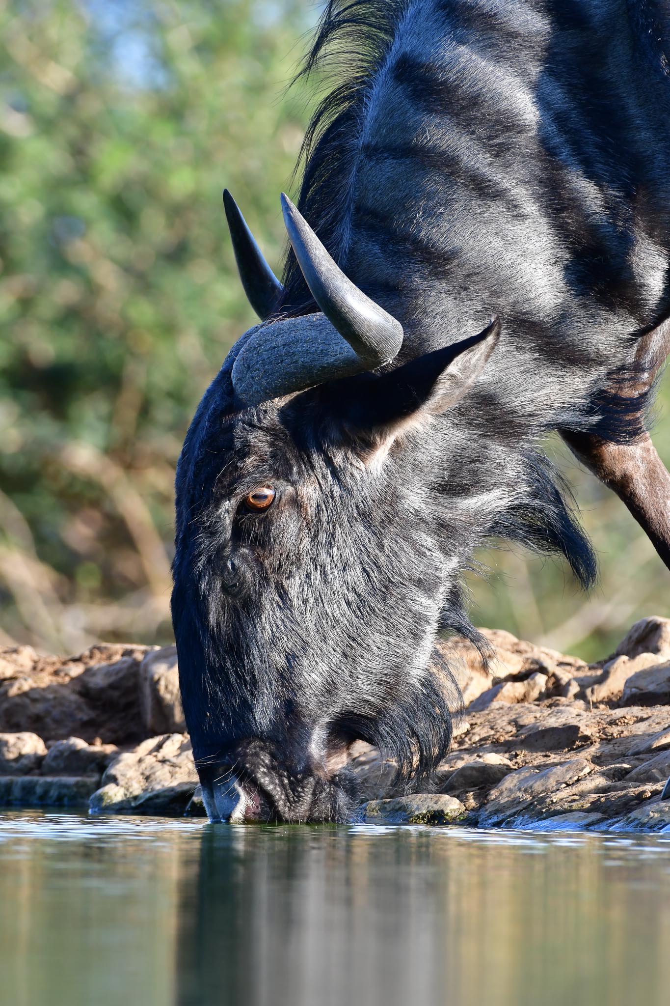 Wildebeest drinking at the Last Word Madikwe waterhole