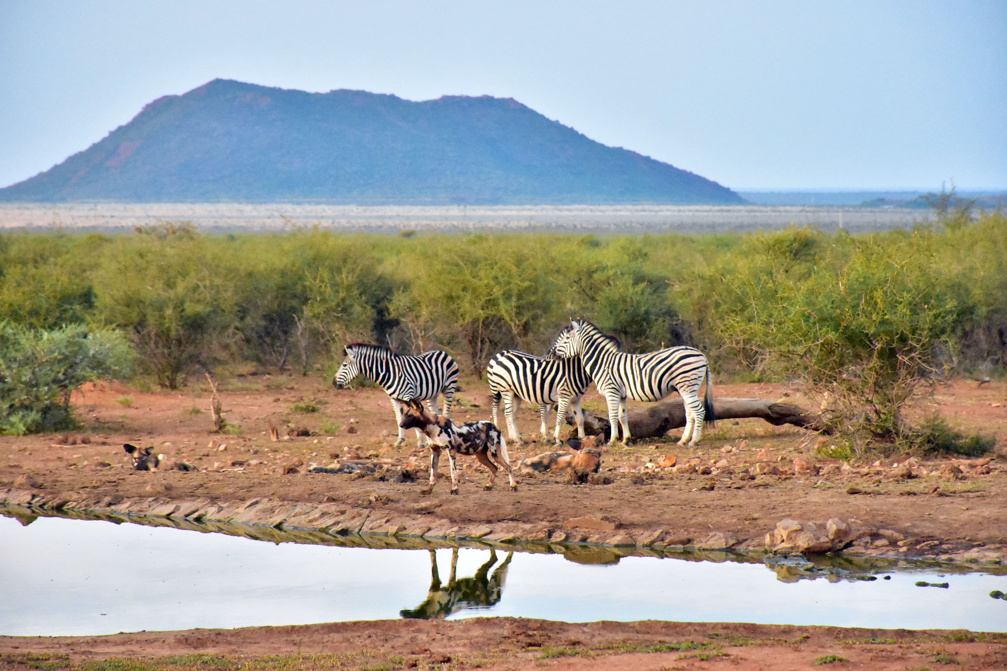 wild dog and zebra at the waterhole