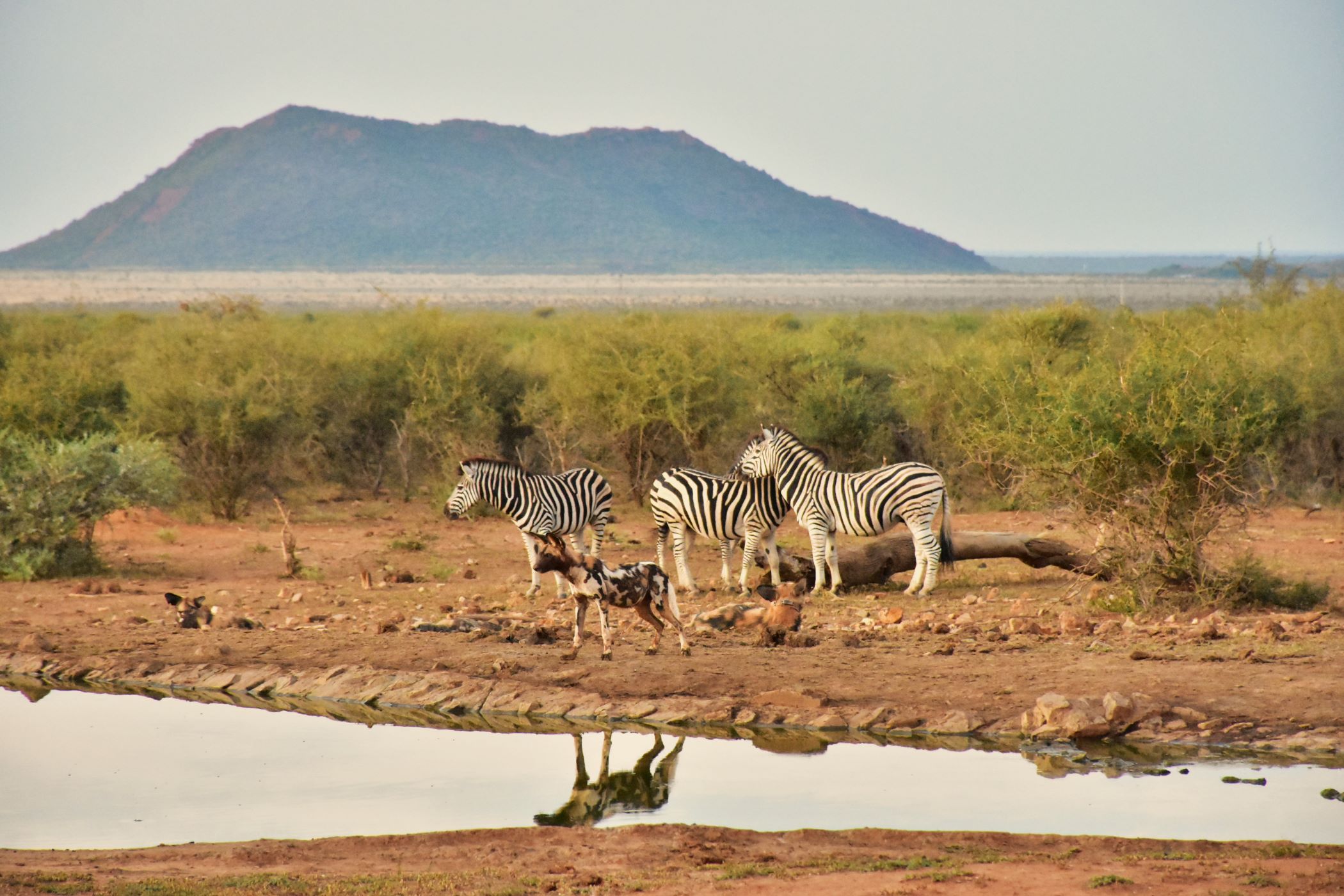 Zebras and wild dog at Last Word Madikwe waterhole Zebras and wild dog at Last Word Madikwe waterhole
