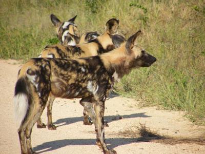 Wilddogs on the Sabie River Road