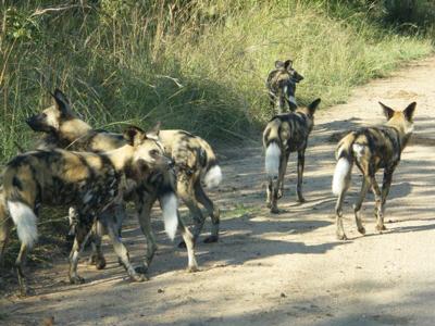 Wilddogs taking their time.