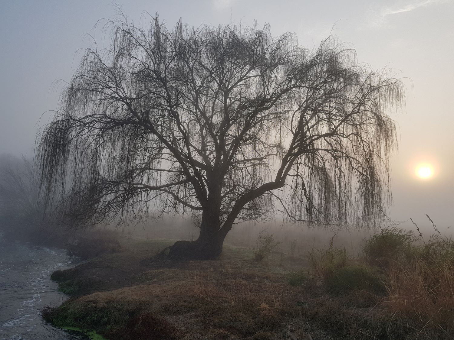 willow tree in Rietvlei willow tree in Rietvlei