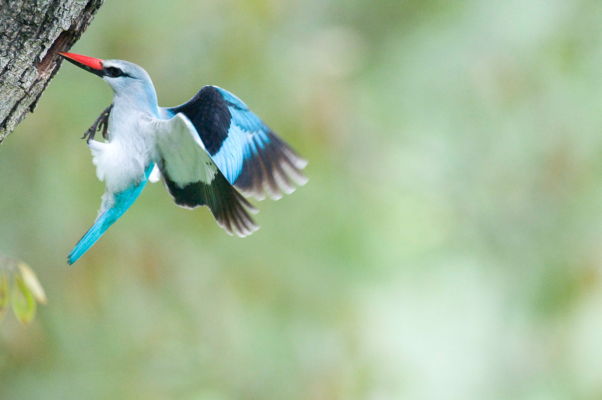 Woodland kingfisher in Skukuza