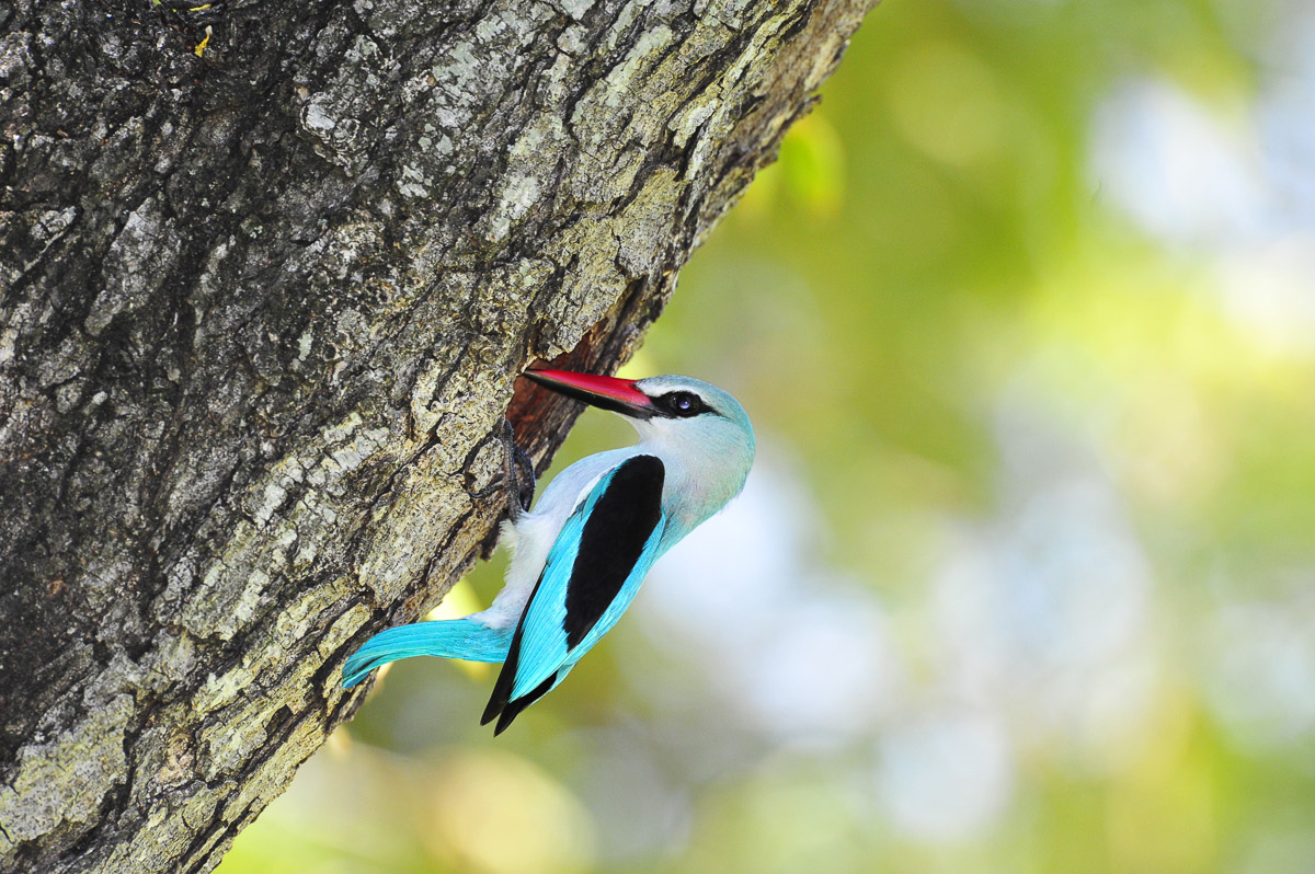 Woodlands Kingfisher at its nest outside our bungalow