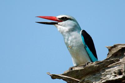 Woodland Kingfisher