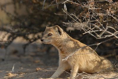 Yellow Mongoose in camp