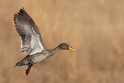 Yellow-billed Duck