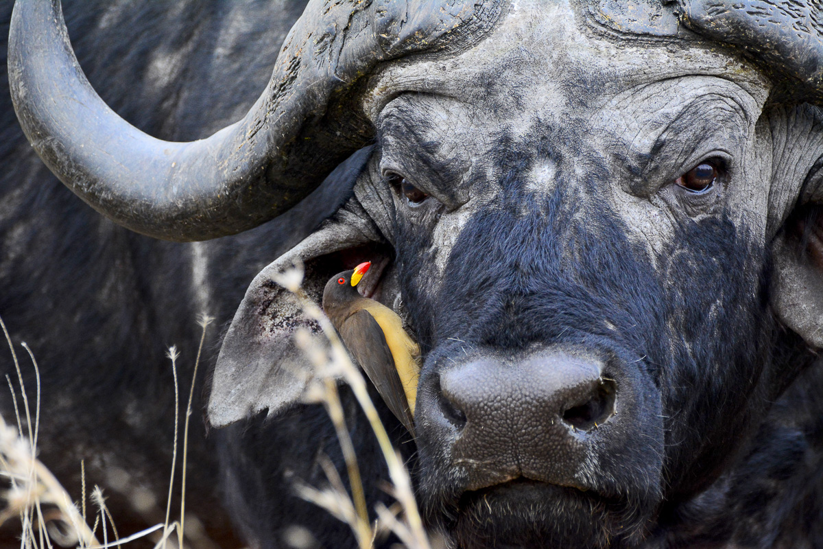yellow-billed oxpecker on Buffalo