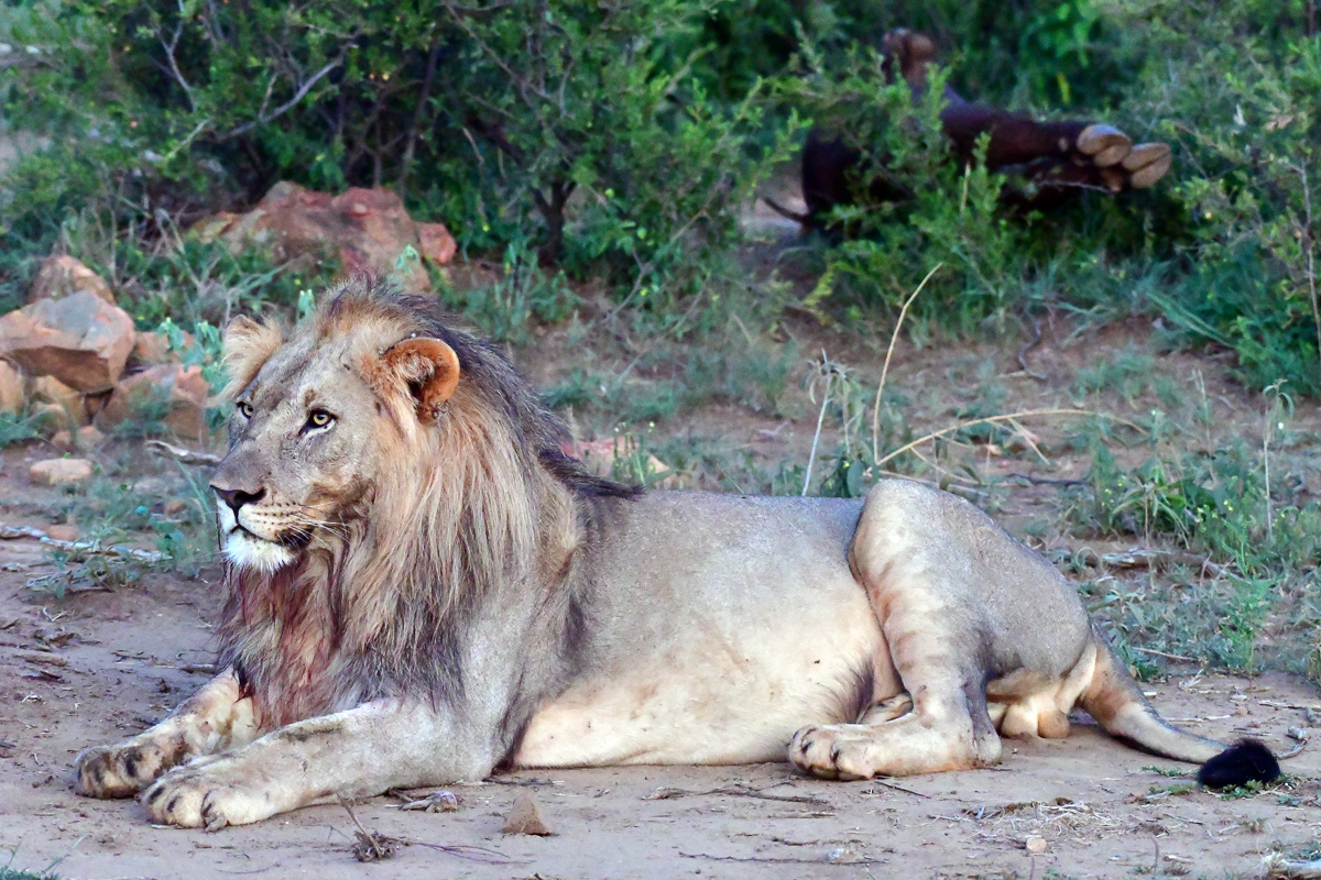 young Meyiwa male lion with buffalo kill young Meyiwa male lion with buffalo kill