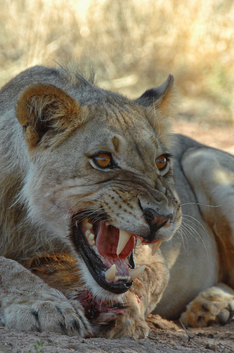 young male lion protecting his kill in the Kalahari