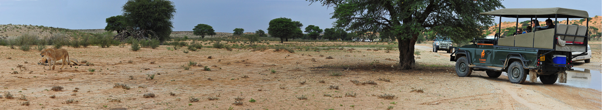 Panorama image photographing lions while on a photographic safari