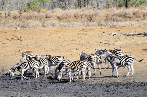 zebra herd drinking
