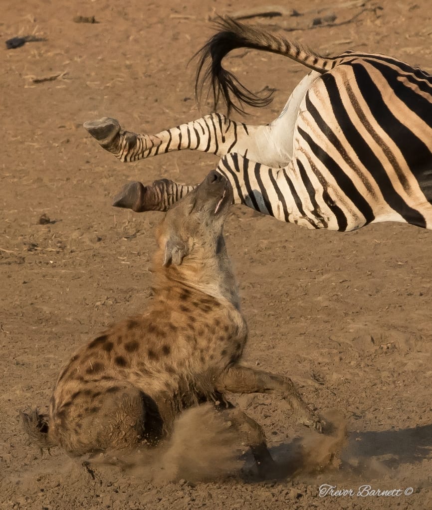 zebra kicking spotted hyena