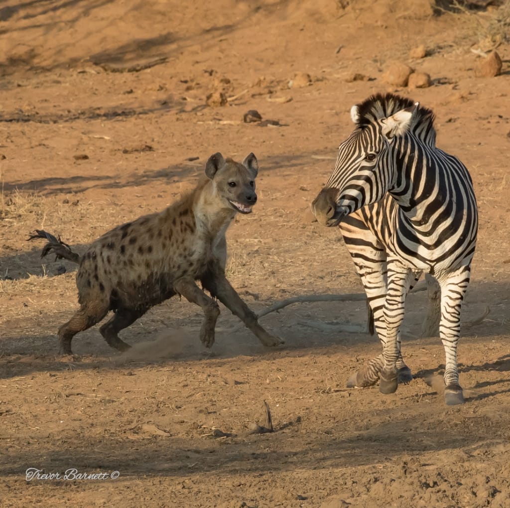 zebra and hyena
