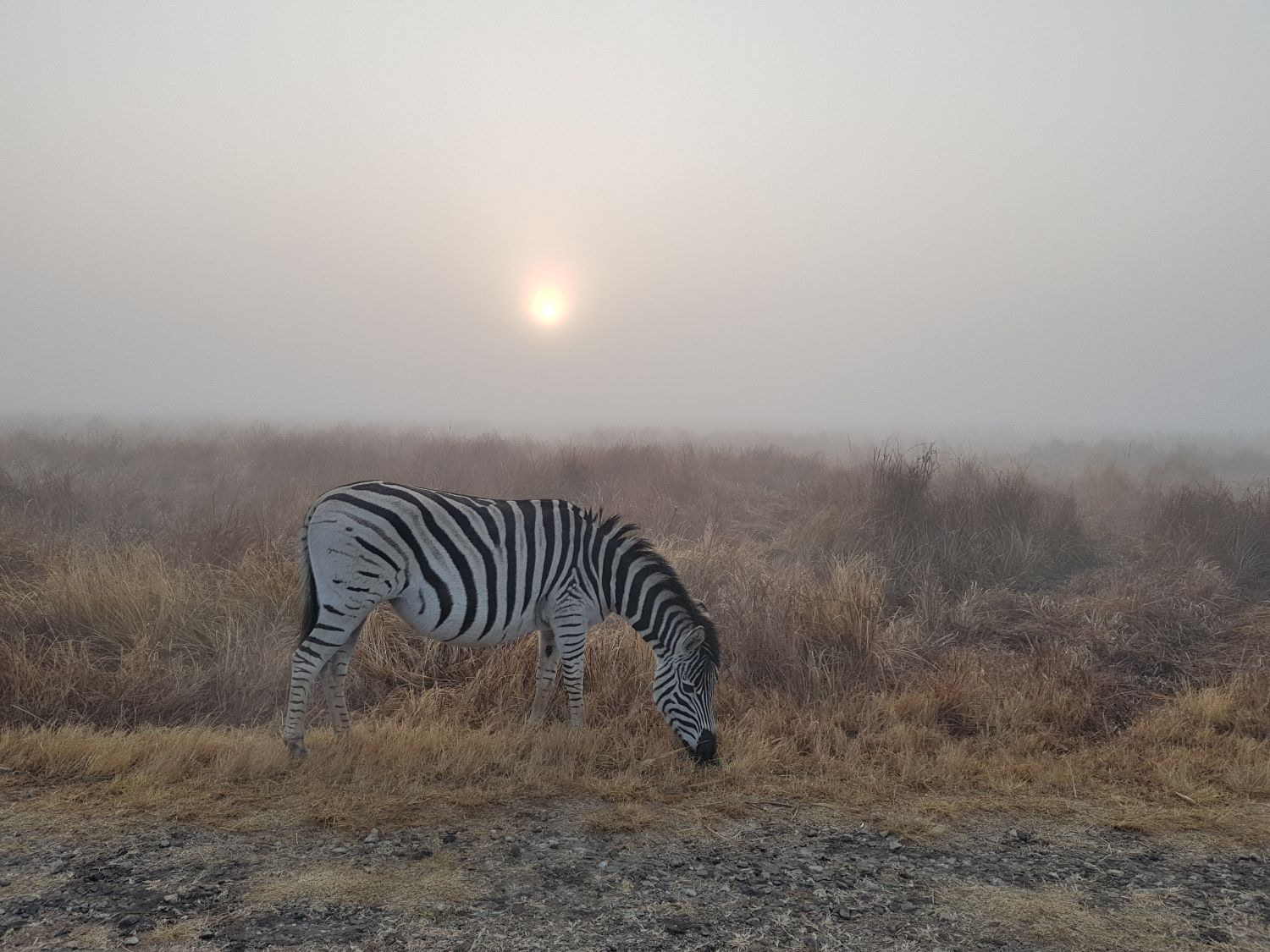 zebra on misty morn zebra on misty morn
