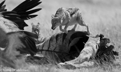 Black-backed jackal jumping over zebra carcass