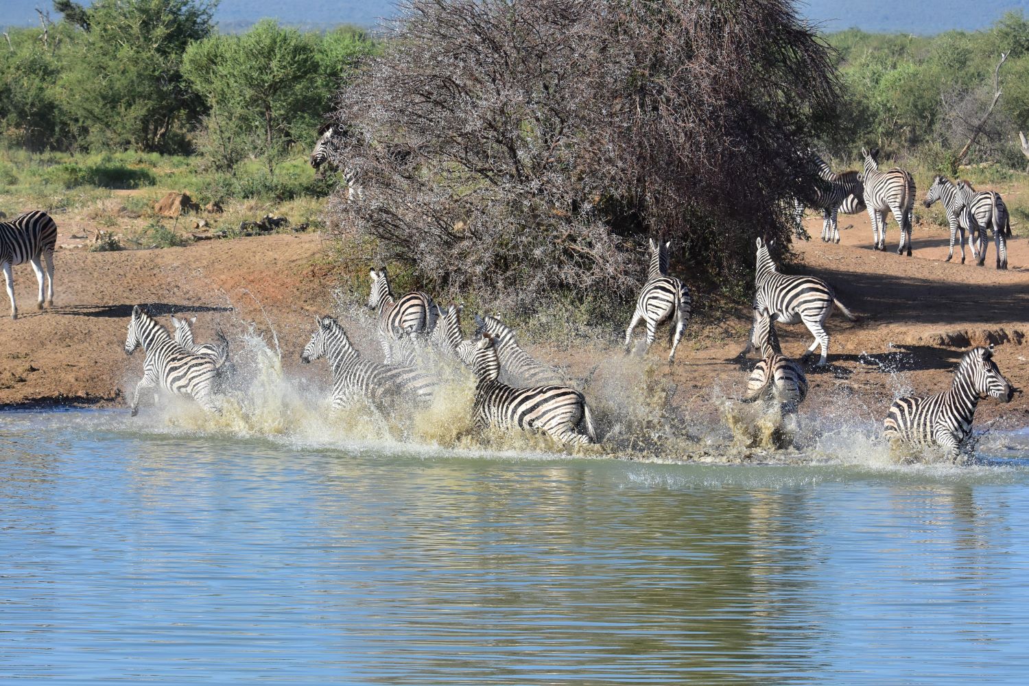 zebra stampede at dam while at Last Word Madikwe zebra stampede at dam while at Last Word Madikwe