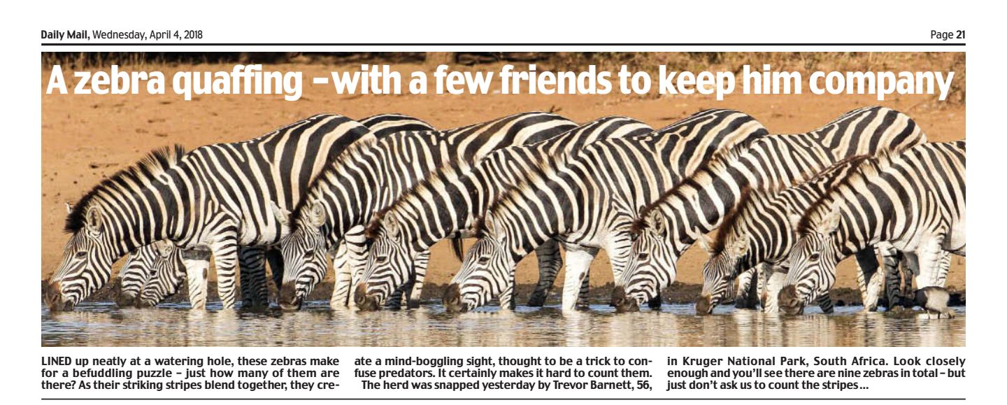 zebras drinking - London Daily Mail