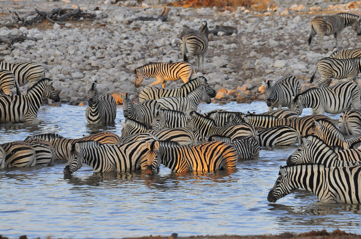 Zebras in the early morning light Okaukuejo camp waterhole