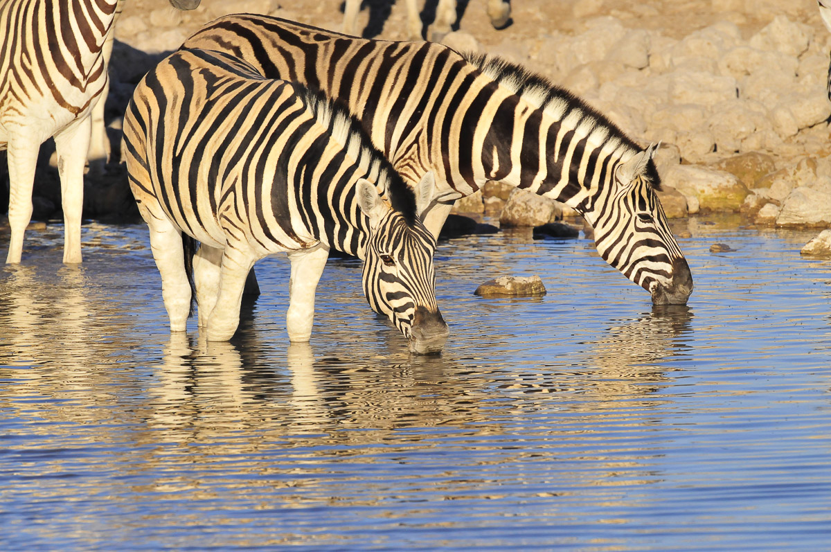 zebras drinking at Okaukuejo waterhole