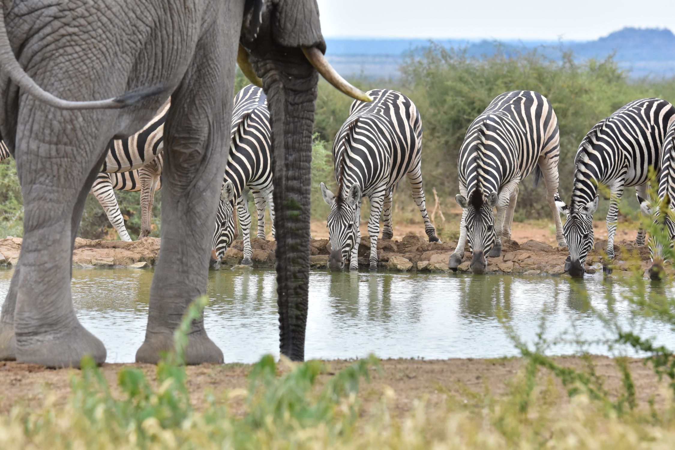 Zebra and Elephant at Last Word Madikwe waterhole Zebra and Elephant at Last Word Madikwe waterhole